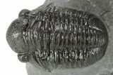 Detailed Gerastos Trilobite Fossil - Morocco #377254-3
